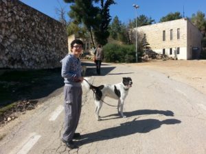 250-shlomo walking dog