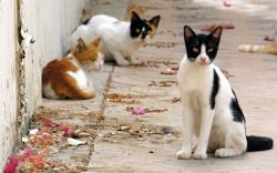 Campaign organizer profile img