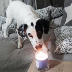 Campaign organizer profile img